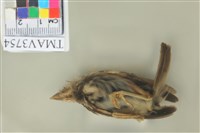 藏品(麻雀)的圖片